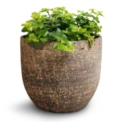 Peperomia Rotundifolia - Trailing Jade Plant -HousePlants Shop Peperomia rotundifolia Trailing Jade Plant 15x25cm Cas Plant Pot Sahara 21x19cm 0d84acf2 3b0a 4cd9 b28c 974ae6a42422