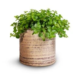 Peperomia Rotundifolia - Trailing Jade Plant -HousePlants Shop Peperomia rotundifolia Trailing Jade Plant 15x25cm Hera Plant Pot Ivory 2 154c5d3d e091 4044 a087 d20ac412315a
