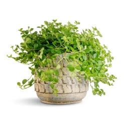 Peperomia Rotundifolia - Trailing Jade Plant -HousePlants Shop Peperomia rotundifolia Trailing Jade Plant 15x25cm Jim Plant Pot Shell 19x16cm 2