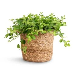 Peperomia Rotundifolia - Trailing Jade Plant -HousePlants Shop Peperomia rotundifolia Trailing Jade Plant 15x25cm Nelis Plant Basket Natural 16x16cm 0e620d70 23e0 4b2a 806a 08a6041b90c7