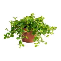 Peperomia Rotundifolia - Trailing Jade Plant -HousePlants Shop Peperomia rotundifolia Trailing Jade Plant