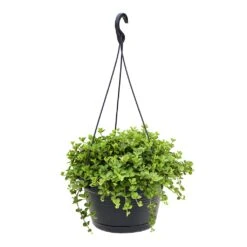 Peperomia Rotundifolia - Trailing Jade Plant -HousePlants Shop Peperomia rotundifolia Trailing Jade Plant 28x50cm