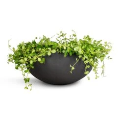 Peperomia Rotundifolia - Trailing Jade Plant -HousePlants Shop Peperomia rotundifolia Trailing Jade Plant 28x50cm Morgana Refined Plant Bowl Volcano Black 43.5x19cm
