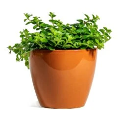 Peperomia Rotundifolia - Trailing Jade Plant -HousePlants Shop Peperomia rotundifolia Trailing Jade Plant sven mandarin plant pot