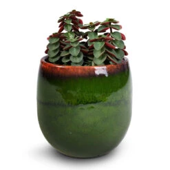 Charlotte Plant Pot - Green -HousePlants Shop Peperomia verticillata Red Log 11x15cm Charlotte Plant Pot Green 15x13cm