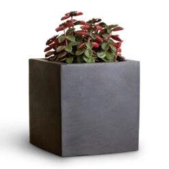 Fleur Natural Planter - Black -HousePlants Shop Peperomia verticillata Red Log 11x15cm Fleur Natural Planter Black 15x15x15cm 2
