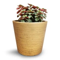 Peperomia Verticillata Red Log -HousePlants Shop Peperomia verticillata Red Log 11x15cm Mini Bucket Plant Pot Metallic Gold 14x12cm cc507e3f 88cf 4306 90fd 31e40b4b54fd