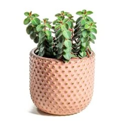 Peperomia Verticillata Red Log -HousePlants Shop Peperomia verticillata Red Log Bolino Plant Pot Pale Rose