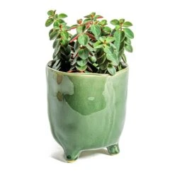 Peperomia Verticillata Red Log -HousePlants Shop Peperomia verticillata Red Log Kaat Plant Pot Green