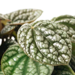 Peperomia Caperata Burbella -HousePlants Shop PeperomiacaperataBurbella 2
