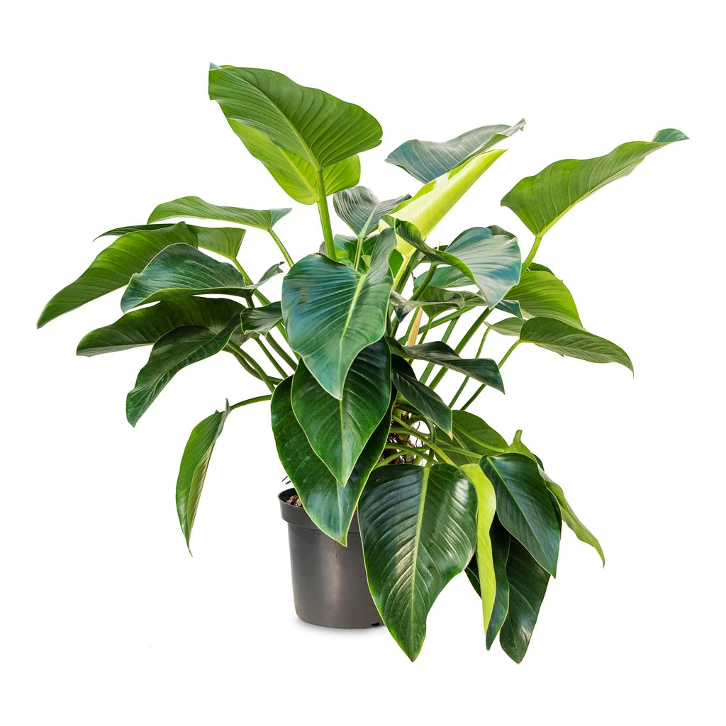Philodendron Green Beauty 3 Philodendron Green Beauty