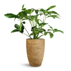 Philodendron Green Wonder -HousePlants Shop Philodendron Green Wonder 24x80cm Ben Plant Pot Straw Grass 30x41cm
