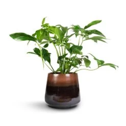 Philodendron Green Wonder -HousePlants Shop Philodendron Green Wonder 24x80cm Joah Plant Pot Truffle 33x28cm