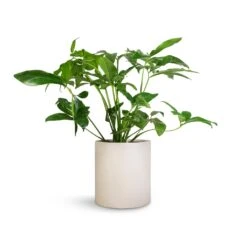 Max Refined Planter - Natural White -HousePlants Shop Philodendron Green Wonder 24x80cm Max Refined Planter Natural White 29x29.5cm 6ef17a10 0fc4 45b9 855a 1056dc1f85c8