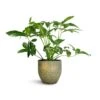 Philodendron Green Wonder -HousePlants Shop Philodendron Green Wonder 24x80cm Rinca Plant Pot Shiny Green 29x26cm