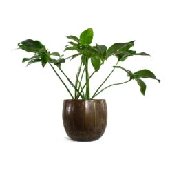 Philodendron Green Wonder -HousePlants Shop Philodendron Green Wonder Gusto Metal Plant Pots Set of 3 Old Brown