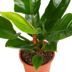 Philodendron Imperial Green -HousePlants Shop Philodendron Imperial Green 17x50cm 2