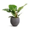 Philodendron Imperial Green -HousePlants Shop Philodendron Imperial Green 19x50cm Mini Orb Kevan Plant Pot Black Washed 25x21cm