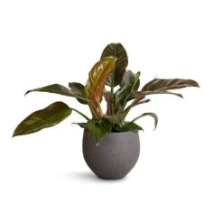 Mini Orb Kevan Plant Pot - Black Washed -HousePlants Shop Philodendron Imperial Red 19x55cm Mini Orb Kevan Plant Pot Black Washed 25x21cm 4f959ecf 6443 4dd9 bcca 626091519d71