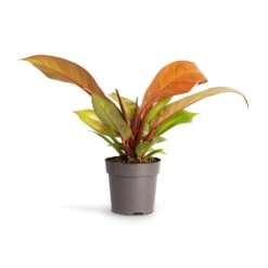 Philodendron Prince Of Orange -HousePlants Shop Philodendron Prince of Orange 10.5x30cm