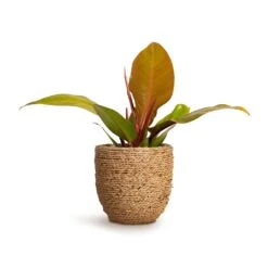 Cody Plant Pot - Straw Grass -HousePlants Shop Philodendron Prince of Orange 10.5x30cm Cody Plant Pot Straw Grass 17x15cm a6822c98 32bd 4c63 a74f aafb2edd6dc0