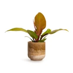 Philodendron Prince Of Orange -HousePlants Shop Philodendron Prince of Orange 10.5x30cm Issa Plant Pot Ochre 13x13cm