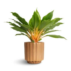 Bourton Scalloped Plant Pot - Clay -HousePlants Shop Philodendron Prince of Orange 12x25cm Bourton Scalloped Plant Pot Clay 16x16cm