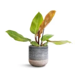 Philodendron Prince Of Orange -HousePlants Shop Philodendron Prince of Orange 12x25cm Issa Plant Pot Light Blue 15x15cm