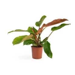 Philodendron Prince Of Orange -HousePlants Shop Philodendron Prince of Orange 17x35cm
