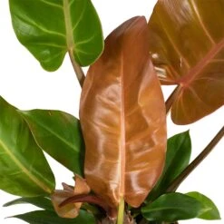 Philodendron Prince Of Orange -HousePlants Shop Philodendron Prince of Orange 17x35cm close up 2