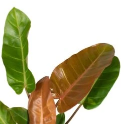 Philodendron Prince Of Orange -HousePlants Shop Philodendron Prince of Orange 17x35cm close up