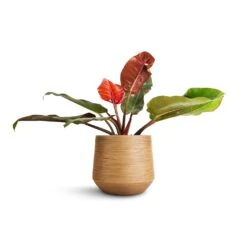 Philodendron Prince Of Orange -HousePlants Shop Philodendron Prince of Orange 17x50cm Dune Darcy Planter Almond 30x26cm 0820a25a 3fc7 4498 aa1b 5a5bda01a1c8