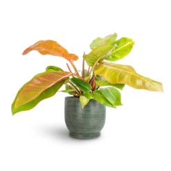Philodendron Prince Of Orange -HousePlants Shop Philodendron Prince of Orange 17x50cm Lykke Plant Pot Sage 21x20cm