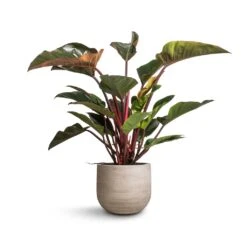 Philodendron Red Beauty -HousePlants Shop Philodendron Red Beauty 27x100cm Cody Plant Pot Ridged Cement 35x31cm