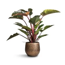 Ryan Plant Pot - Shiny Gold -HousePlants Shop Philodendron Red Beauty 27x100cm Ryan Plant Pot Shiny Gold 36x32cm 8542260e 1c67 48dc a319 49f590e6cc21