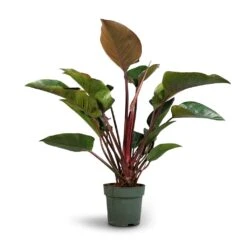 Philodendron Red Beauty -HousePlants Shop Philodendron Red Beauty 27x90cm