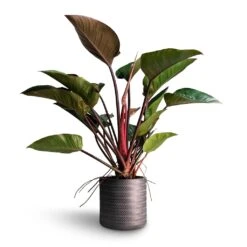 Angle Cylinder Plant Pot - Anthracite -HousePlants Shop Philodendron Red Beauty 27x90cm Angle Cylinder Plant Pot Anthracite 30x30cm b1f4c4d3 2e54 444f 9e56 0546d3599aba