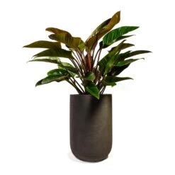Philodendron Red Beauty -HousePlants Shop Philodendron Red Beauty 27x90cm Plant Pot Cody Ridge Dark Grey