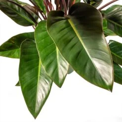 Philodendron Red Beauty -HousePlants Shop Philodendron Red Beauty Houseplant 3Leaf 27x90cm