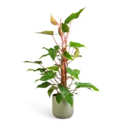 Philodendron Erubescens Red Emerald - Moss Pole 12 Philodendron Erubescens Red Emerald - Moss Pole -HousePlants Shop Philodendron Red Emerald 18x85cm Lisbon Plant Pot Sage 24x24cm b1e72d20 1903 40ca beb4 5a1da434b62b
