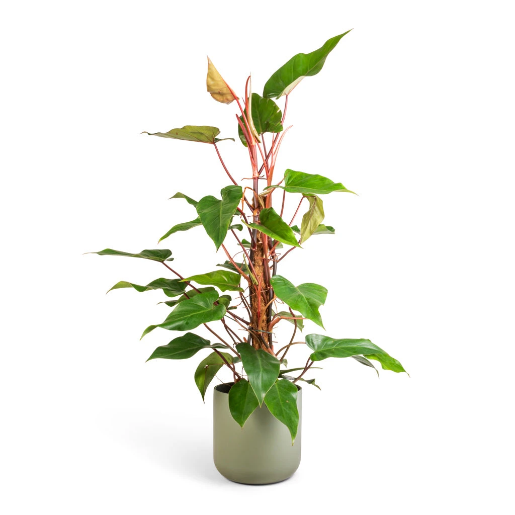 Philodendron Erubescens Red Emerald - Moss Pole 7 Philodendron Erubescens Red Emerald - Moss Pole - Image 5