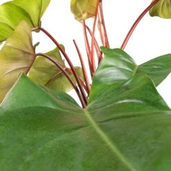 Philodendron Erubescens Red Emerald - Moss Pole 11 Philodendron Erubescens Red Emerald - Moss Pole -HousePlants Shop Philodendron Red Emerald SWATCH 2