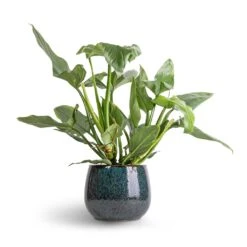 Philodendron Hastatum Silver Queen -HousePlants Shop Philodendron Silver Queen 17x50 Odile Plant Pot Petrol 24x19cm