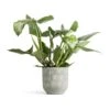 Philodendron Hastatum Silver Queen -HousePlants Shop Philodendron Silver Queen 17x50cm Dave Plant Pot Earth 21x21cm 5cfe09a3 eb68 4efd bcdd 5263d1083dcd
