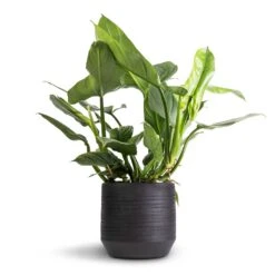Philodendron Hastatum Silver Queen -HousePlants Shop Philodendron Silver Queen 17x50cm Norell Plant Pot Black 25x24cm