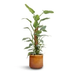 Philodendron Hastatum Silver Queen - Moss Pole -HousePlants Shop Philodendron Silver Queen Moss Pole 17x65cm Jordy Plant Pot Caramel 20x18cm
