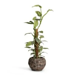 Philodendron Hastatum Silver Queen - Moss Pole -HousePlants Shop Philodendron Silver Queen Moss Pole 17x65cm Luxe Lite Moon Globe Planter Bronze 28x20cm 8c4c1cc1 91da 4128 a3b0 776b72ddaf29