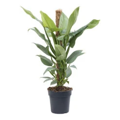 Philodendron Hastatum Silver Queen - Moss Pole -HousePlants Shop Philodendron Silver Queen Moss Pole 19cm
