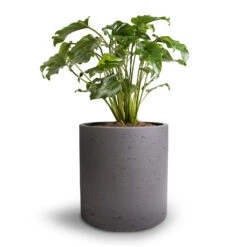 Puk Plant Pot - Black Washed -HousePlants Shop Philodendron Winterbourn Xanadu Philodendron 19x40cm Puk Plant Pot Black Washed 25x25cm e86ebc6f 8b99 48bc 9527 67d8582ed66c