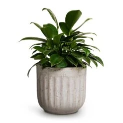 Philodendron Erubescens Green Princess -HousePlants Shop Philodendron erubescens Green Princess 12x25cm Duncan Plant Pot Cement 17x16cm 420ff894 e98d 44e5 96e1 4347c8b2e6f2